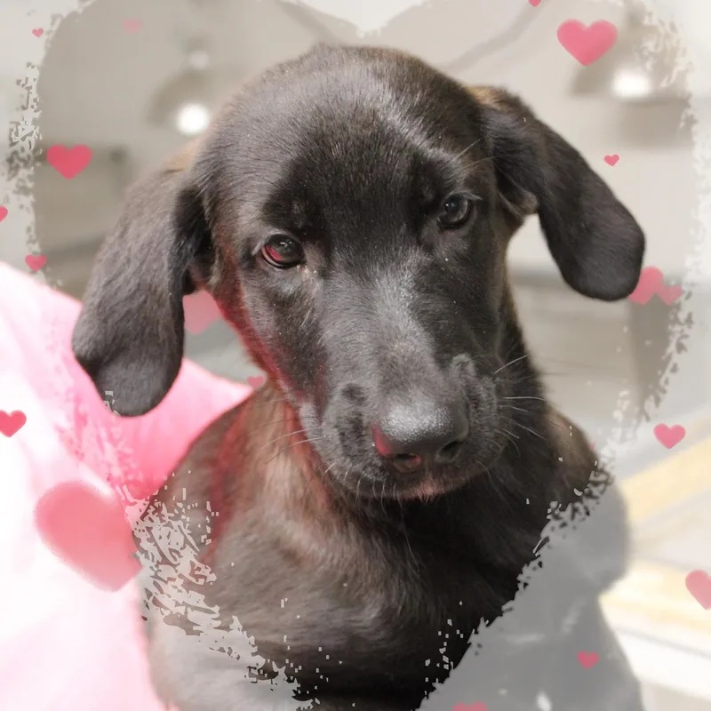 A baby medium-sized male Black Mixed Breed dog named Ryder for adoption in Amelia, OH