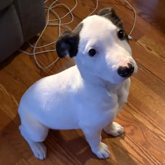 Ny Freckles Avail Apr