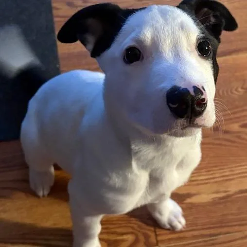 Ny Freckles Avail Apr thumbnail 2