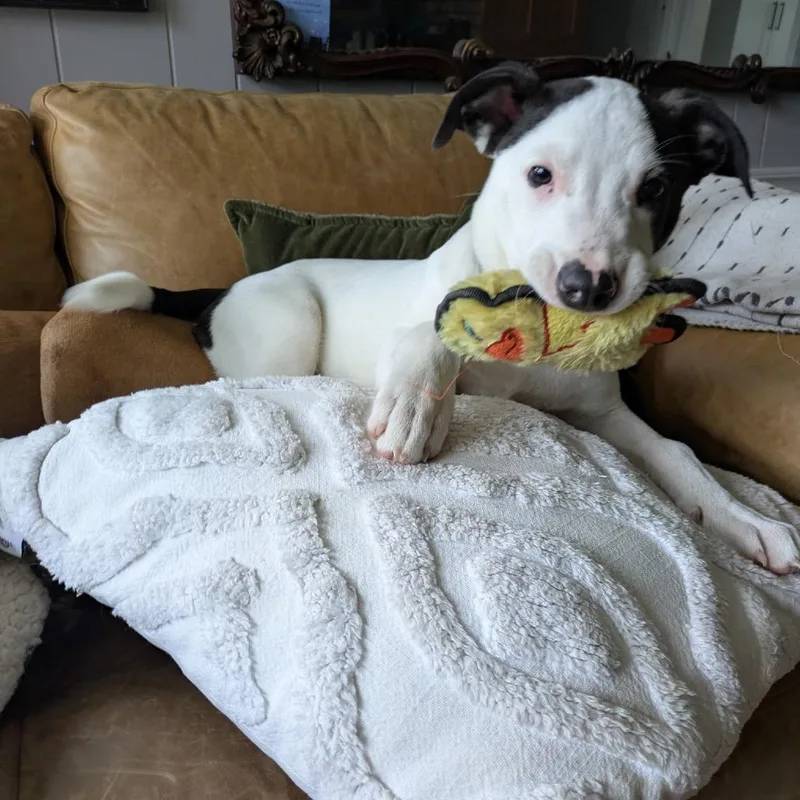 Ny Freckles Avail Apr thumbnail 4