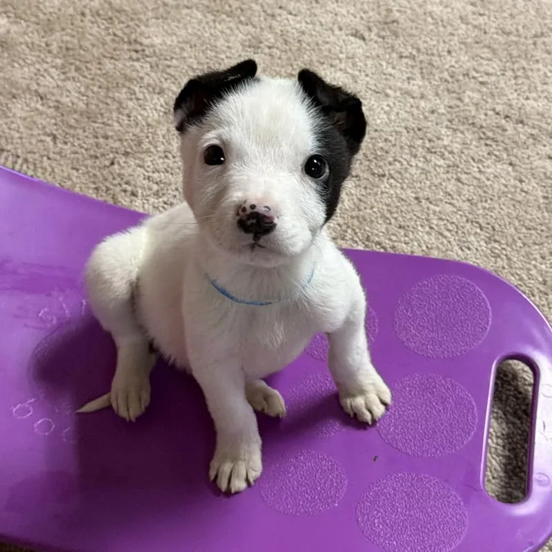 Ny Freckles Avail Apr thumbnail 5