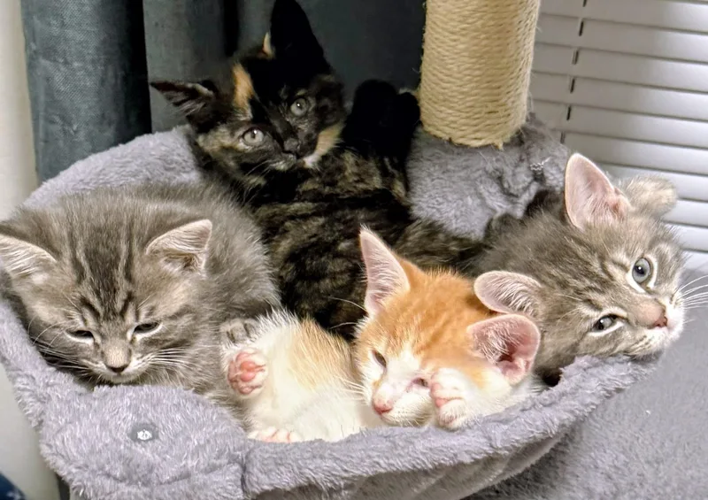 A baby small-sized male Domestic Short Hair cat named Rocket for adoption in Canton, CT