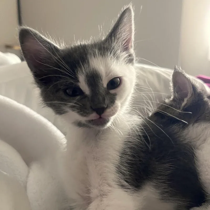 A baby small-sized female Gray / Blue / Silver Domestic Short Hair cat named Piper C for adoption in Princeton, MN