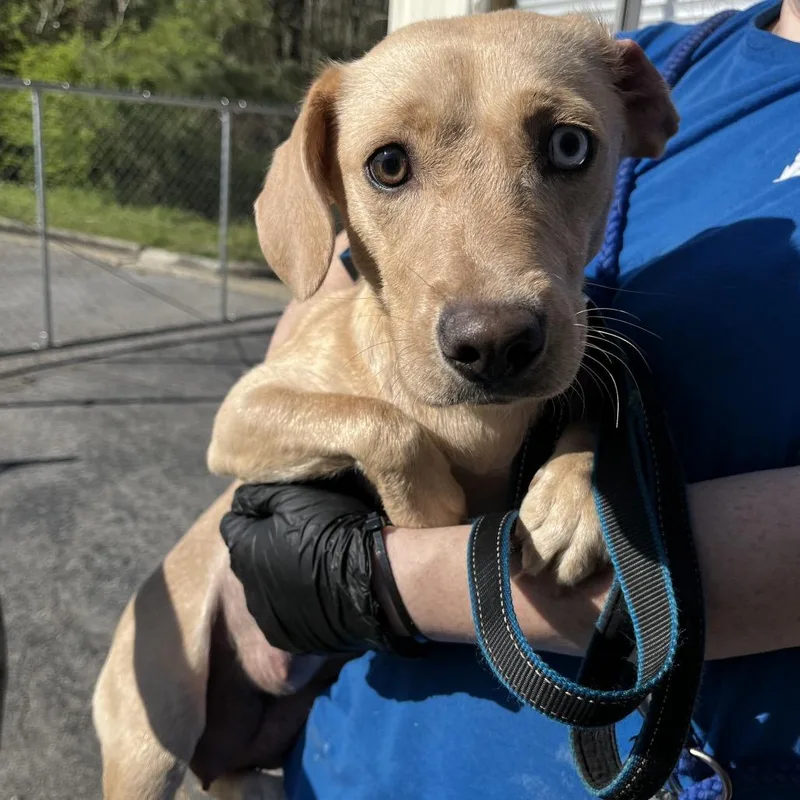 An adult medium-sized female Yellow / Tan / Blond / Fawn Dachshund dog named Muffin for adoption in Bessemer, AL