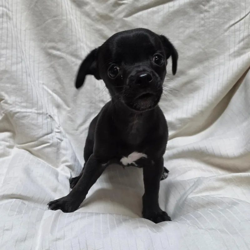 A baby small-sized male Black Jack Russell Terrier dog named Woody for adoption in Lima, OH