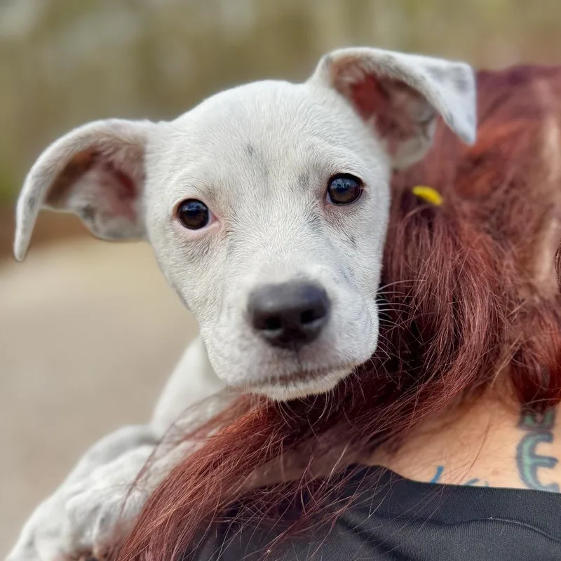 A baby medium-sized female White / Cream Mixed Breed dog named Mary Jo Shively for adoption in Decatur, GA