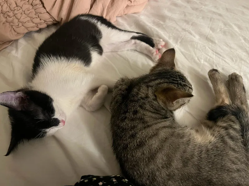 A baby medium-sized male Black & White / Tuxedo Domestic Short Hair cat named Ravioli for adoption in Davis, CA