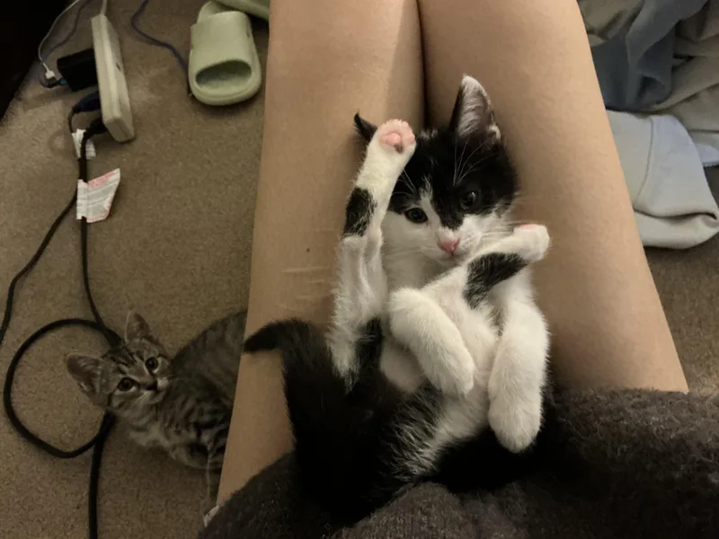 Ravioli thumbnail 2