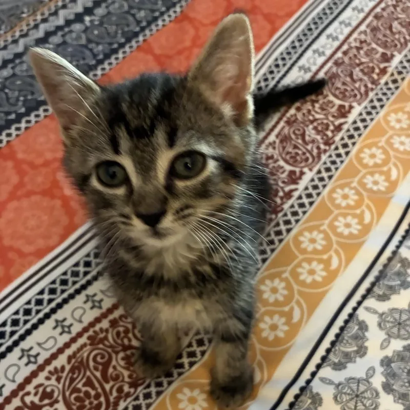 A baby small-sized male Domestic Short Hair cat named Frog for adoption in Cumming, GA
