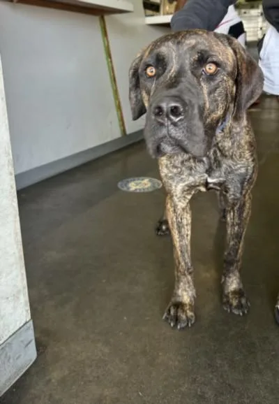 A young large-sized male Pit Bull Terrier dog named Rich for adoption in Los Angeles, CA