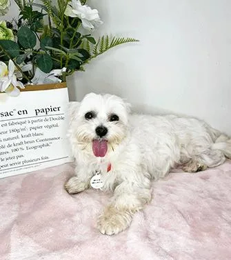 An adult small-sized female White / Cream Maltese dog named Malbi for adoption in Castro Valley, CA