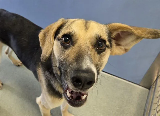 A young medium-sized male Tricolor (Brown, Black, & White) Harrier dog named Bingo for adoption in San Clemente, CA