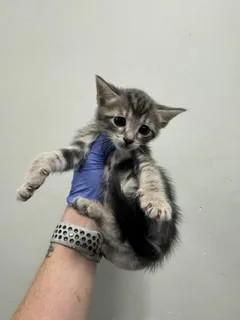 A baby small-sized female Domestic Short Hair cat named Maya for adoption in Miami, FL