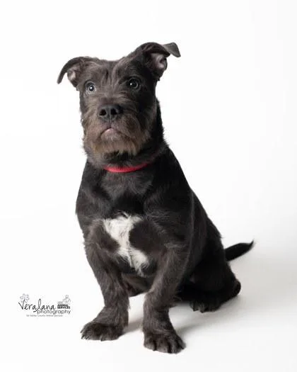 An adult medium-sized male Mixed Breed dog named Otter for adoption in Fairfax, VA