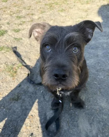 Otter thumbnail 3