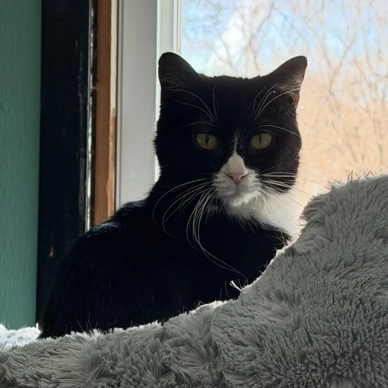 An adult medium-sized female Black Domestic Short Hair cat named Judy Bernly for adoption in Inver Grove Heights, MN