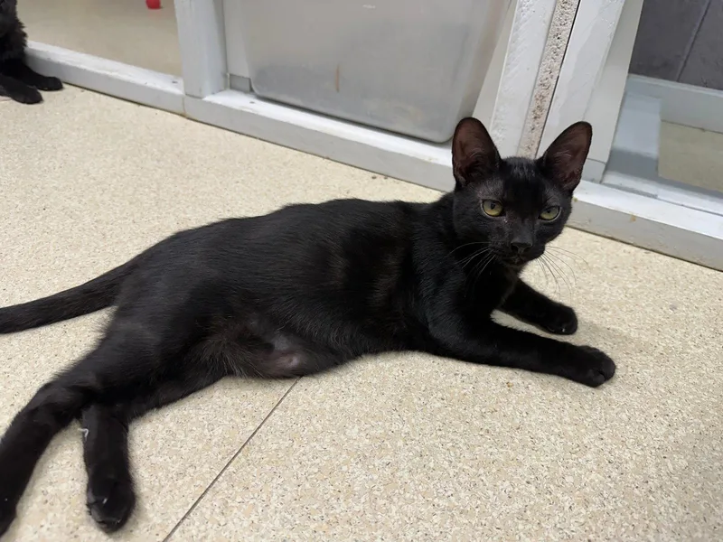 A young medium-sized male Black Domestic Short Hair cat named Emmett for adoption in Morgan Hill, CA