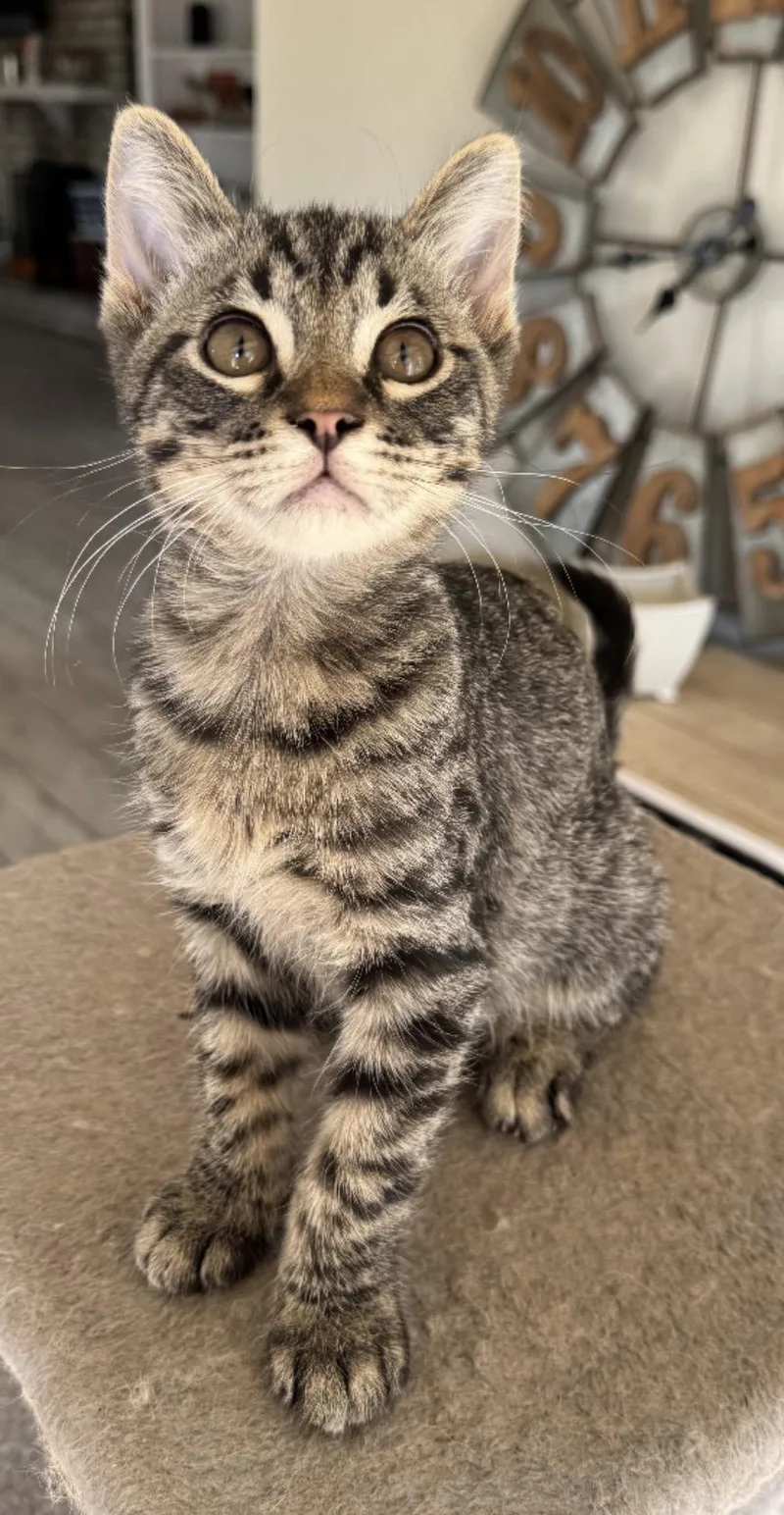 A baby medium-sized male Tabby (Brown / Chocolate) Tabby cat named Clancy for adoption in Murrieta, CA