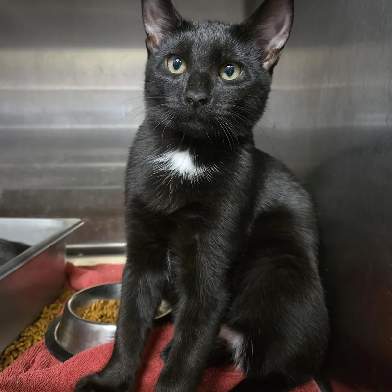 A young medium-sized male Domestic Short Hair cat named Jackson for adoption in Old Bridge, NJ
