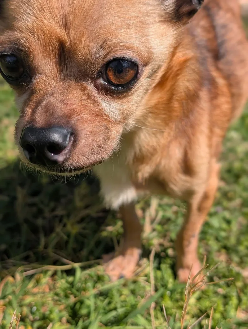 A senior medium-sized male Chihuahua dog named Sprout {coming Soon} for adoption in Nashville, TN