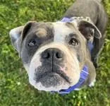 An adult medium-sized female American Bulldog dog named Gladys for adoption in Santa Cruz, CA