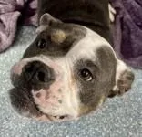 Gladys thumbnail 3