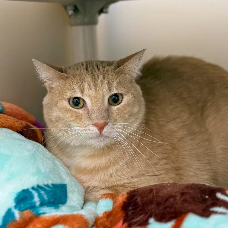 A senior large-sized male Buff & White Domestic Short Hair cat named Love Bug for adoption in Ridgway, CO