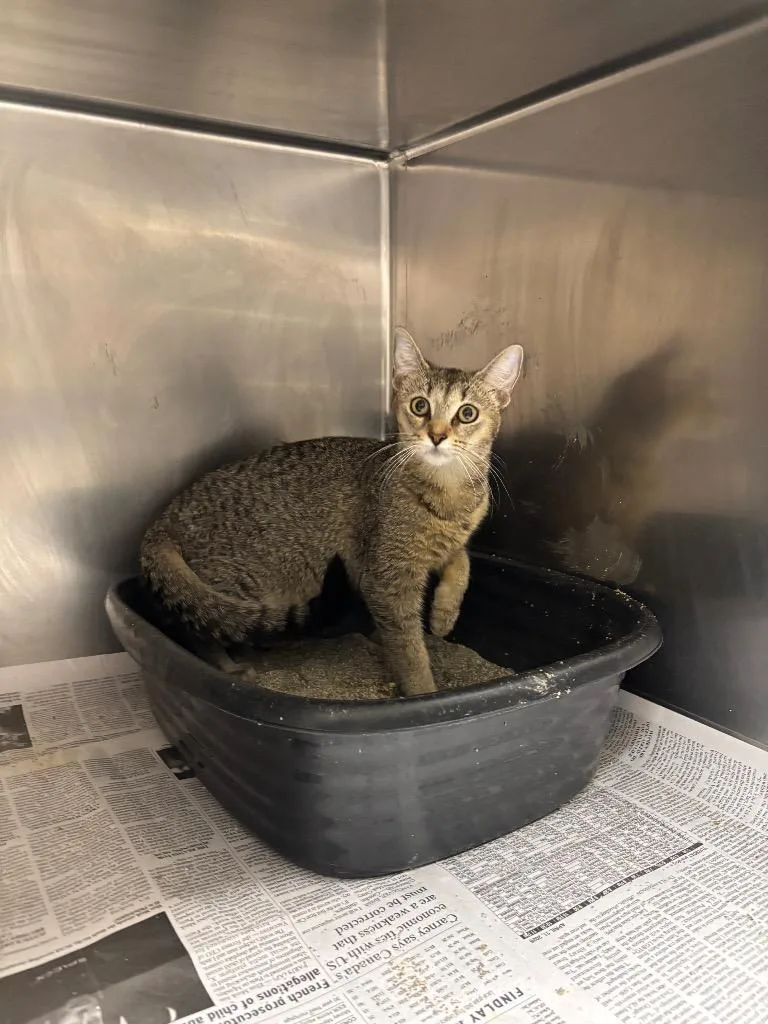 A baby medium-sized female Domestic Short Hair cat named Hazel for adoption in Findlay, OH