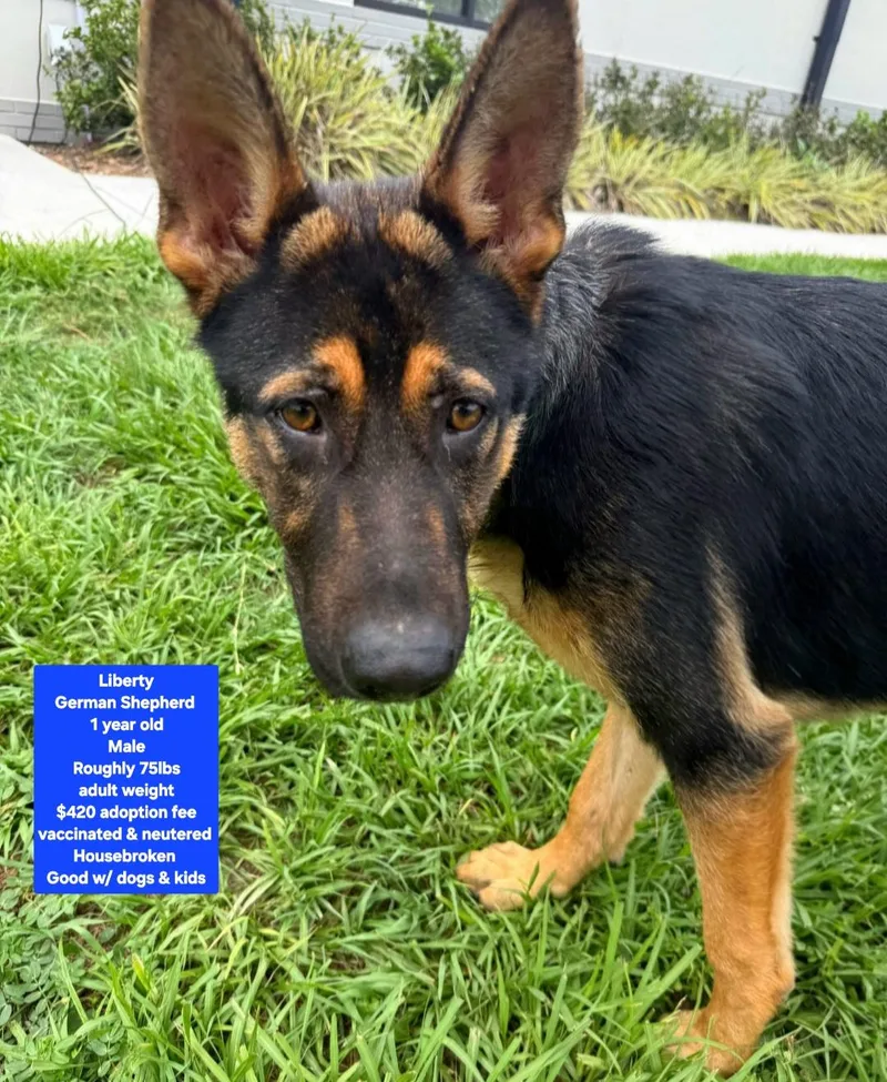 A young large-sized male German Shepherd Dog dog named Liberty for adoption in Oviedo, FL