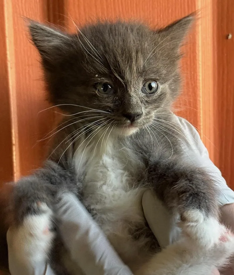 A baby medium-sized female Gray / Blue / Silver Domestic Short Hair cat named Zoë for adoption in Huntington Beach, CA