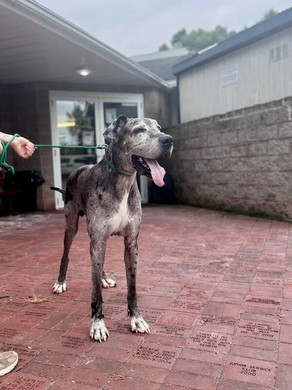 An adult medium-sized male Great Dane dog named Moose for adoption in Wooster, OH