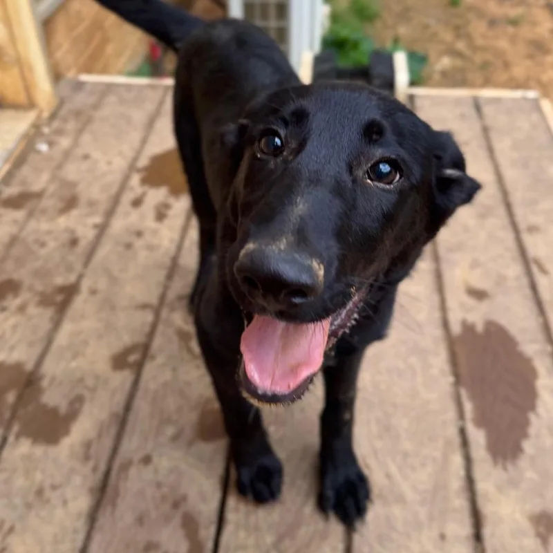 A baby small-sized male Black German Shepherd Dog dog named Shiner for adoption in Fredericksburg, VA