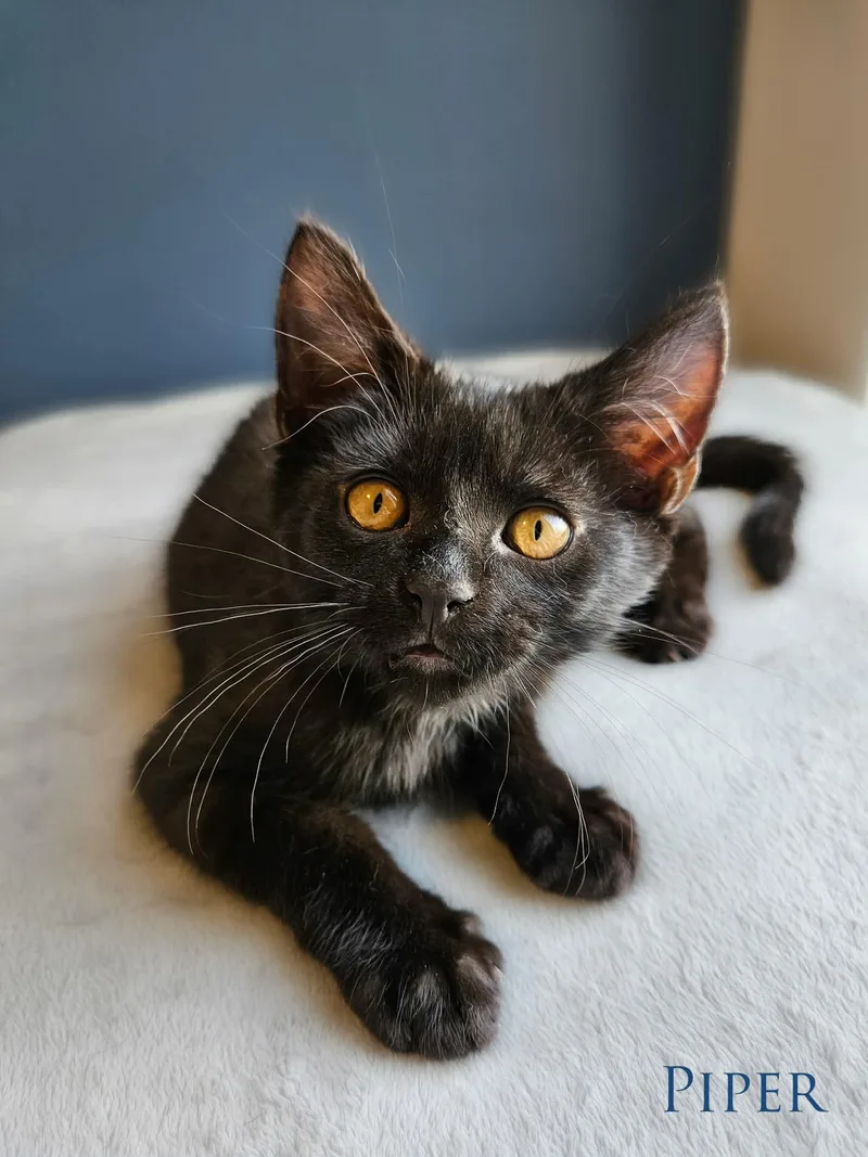 A baby medium-sized female Black Domestic Short Hair cat named Piper for adoption in Dodgeville, WI
