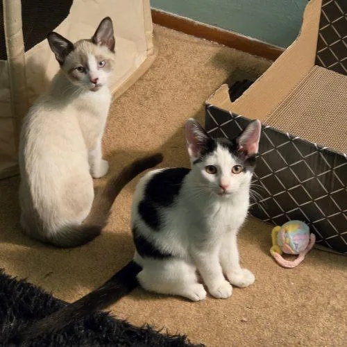 A baby small-sized female Domestic Short Hair cat named Dorothy Bernice for adoption in Fishers, IN