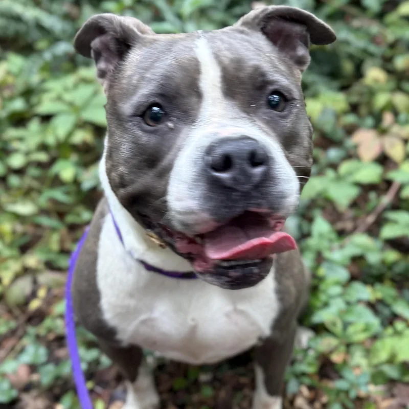 An adult large-sized female Gray / Blue / Silver Pit Bull Terrier dog named Fendi for adoption in Manassas, VA