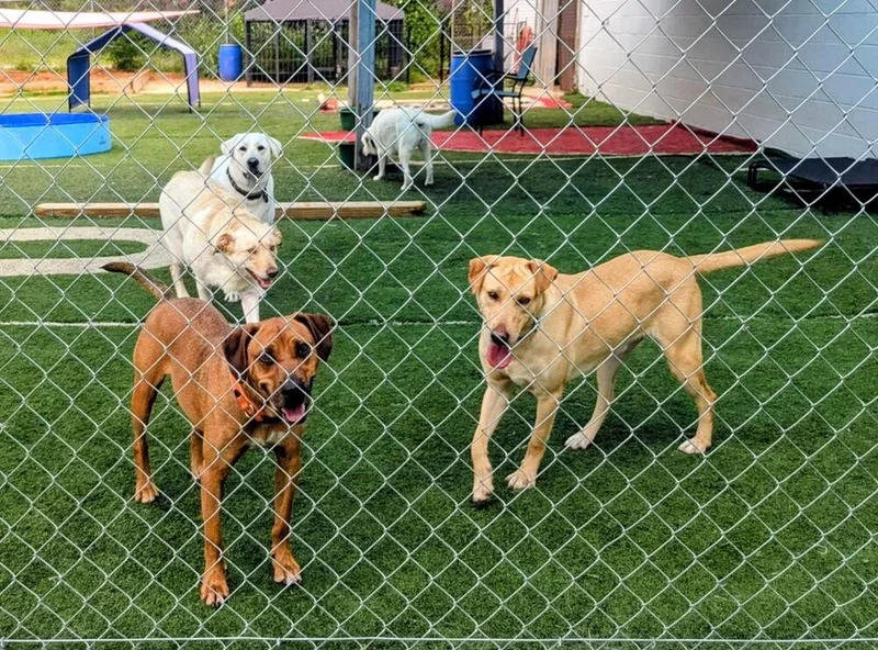 An adult large-sized male Yellow / Tan / Blond / Fawn Labrador Retriever dog named Creightonee  Scout for adoption in Broomfield, CO