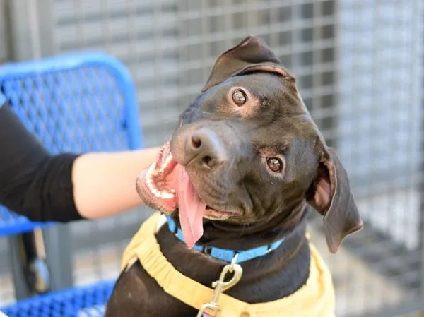 A young medium-sized female Mixed Breed dog named Lavender for adoption in Ridgewood, NY