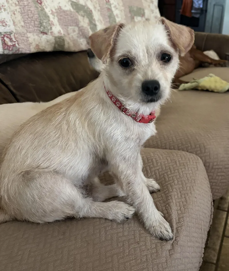A young small-sized female Terrier dog named Laila for adoption in Coppell, TX