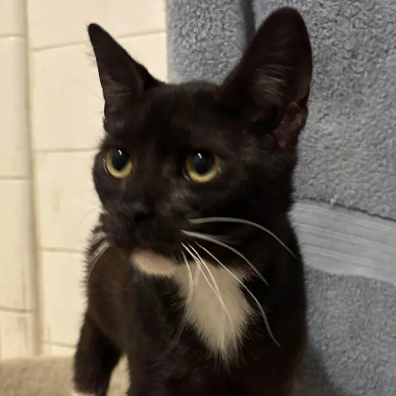 A young medium-sized male Black Domestic Short Hair cat named Sven for adoption in Jupiter, FL