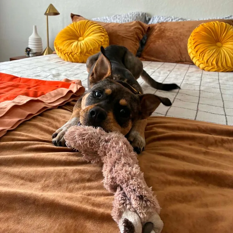 An adult small-sized male Black Miniature Pinscher dog named Bear Bk for adoption in Austin, TX