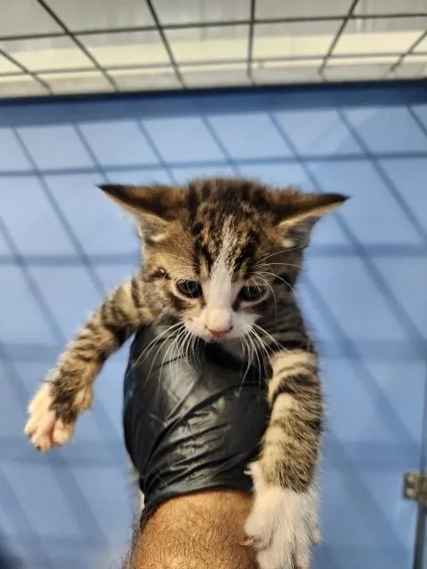 A baby small-sized male Domestic Short Hair cat named Stanley for adoption in San Bernardino, CA