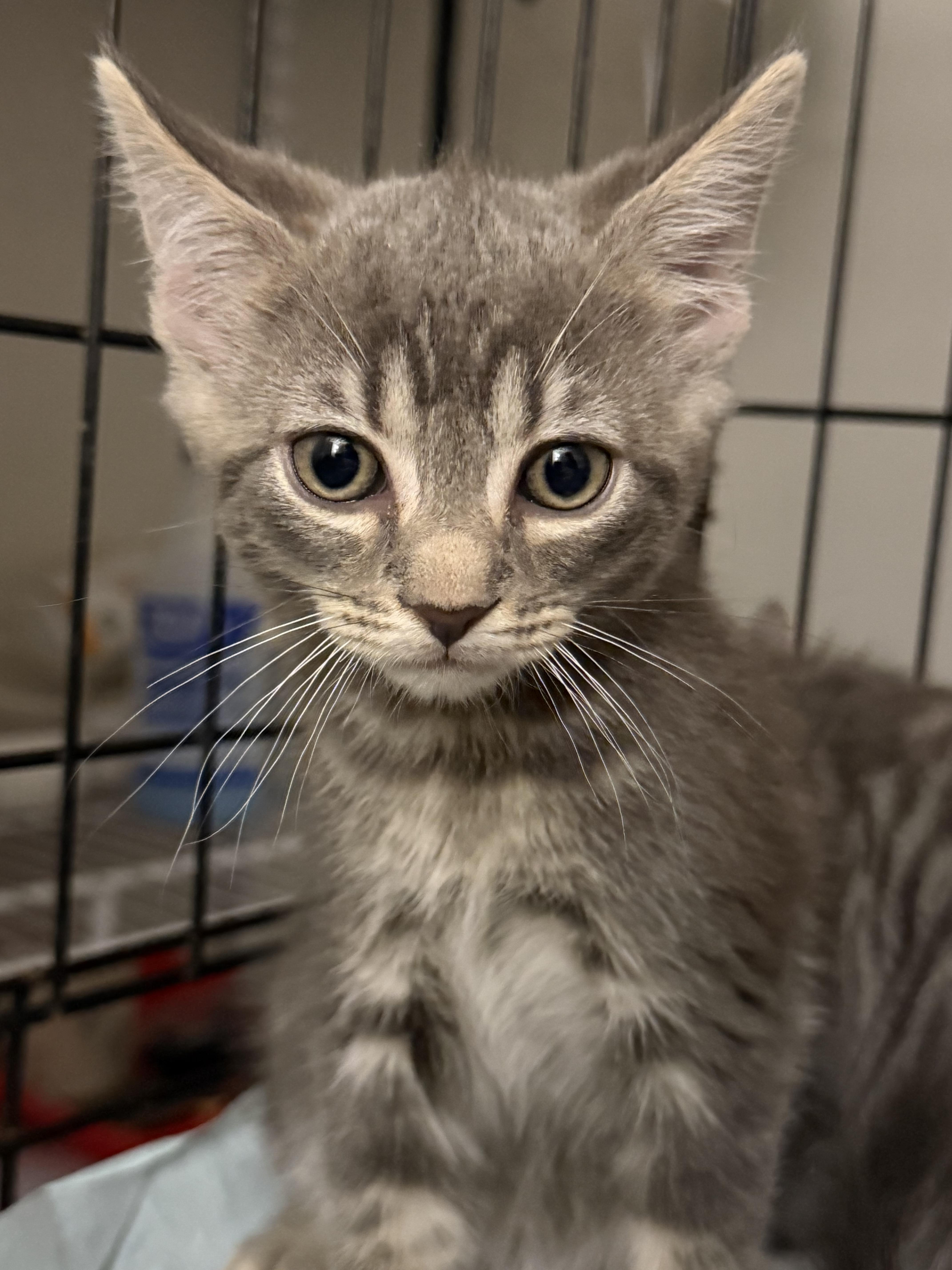 A baby medium-sized female Tabby (Gray / Blue / Silver) Domestic Short Hair cat named Circe for adoption in Intercession city , FL