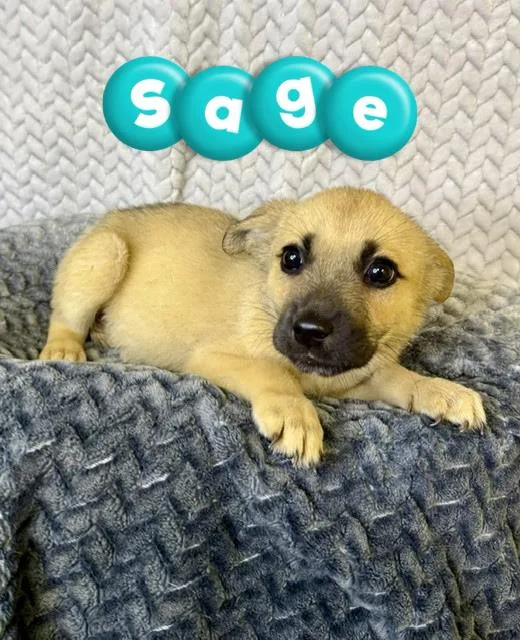 Sage