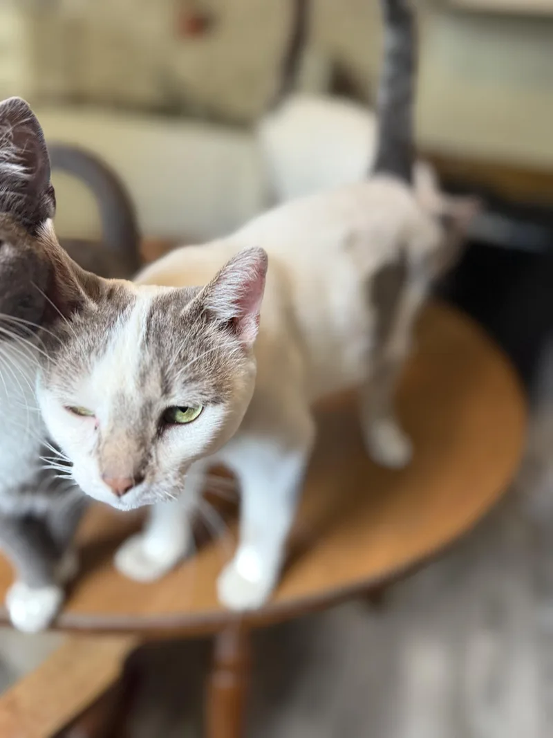 A young medium-sized male Domestic Short Hair cat named Orion for adoption in Royalton, IL