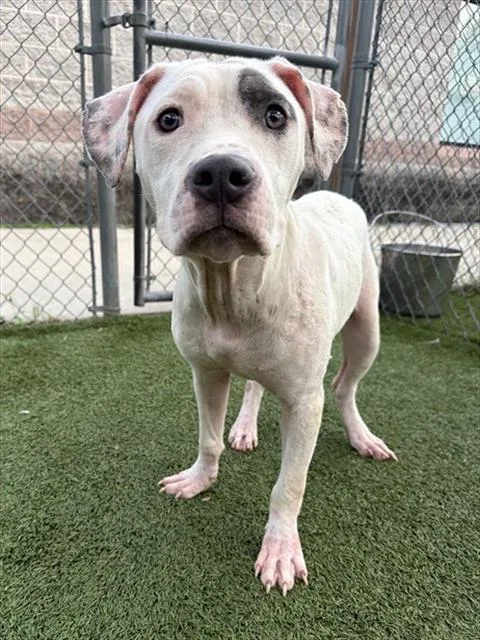 A young medium-sized female Mixed Breed dog named Clementine for adoption in Columbia, SC