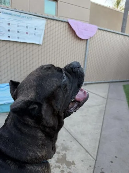 An adult extra large-sized male Cane Corso dog named Calcifer for adoption in San Diego, CA