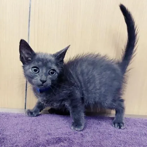 A baby small-sized male Gray / Blue / Silver American Shorthair cat named Sir Pouncealot for adoption in Saint Louis, MO