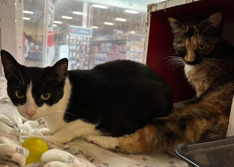 An adult medium-sized female Black & White / Tuxedo Tuxedo cat named Jenn Yu for adoption in HEMET, CA