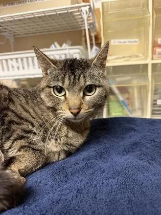 A young medium-sized female Domestic Short Hair cat named Coffee Bean for adoption in Bellingham, WA