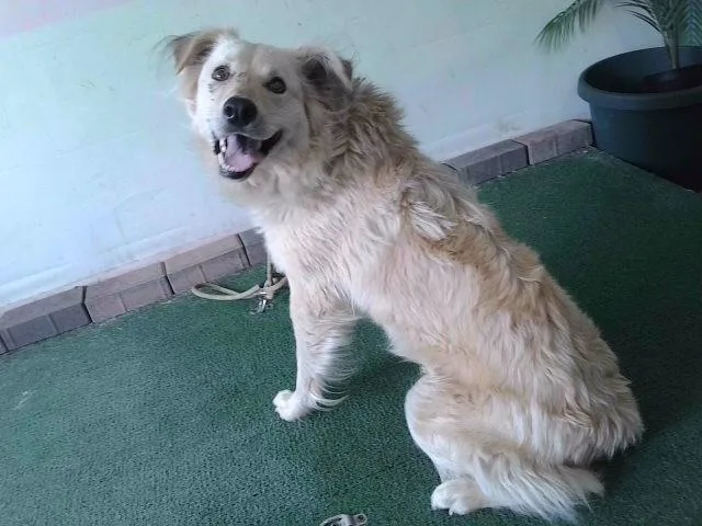 A young medium-sized female Golden Retriever dog named Mousey for adoption in Baldwin Park, CA